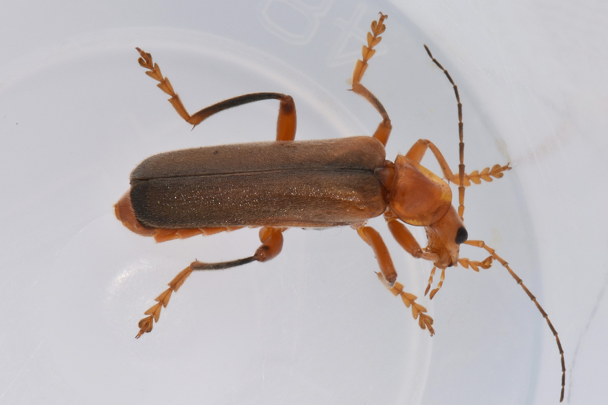 Cantharidae: Cantharis sp.?...Cantharis gr. pallida